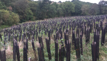 Créer une forêt primaire