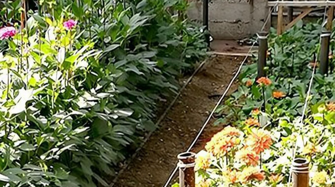 fleurs dhalage