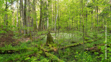 Białowieża © Jessica Buczek