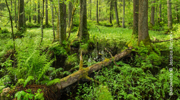 Białowieża © Jessica Buczek