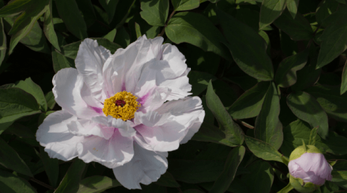Pivoine