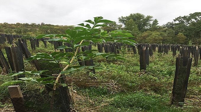 Un an après avoir participé à sa plantation, l’équipe de Klorane Botanical Foundation est retournée dans la forêt tarnaise du projet Silva.