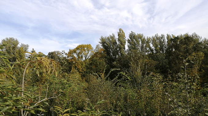foret