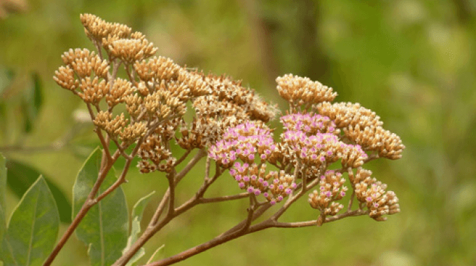 tessaria integrifolia