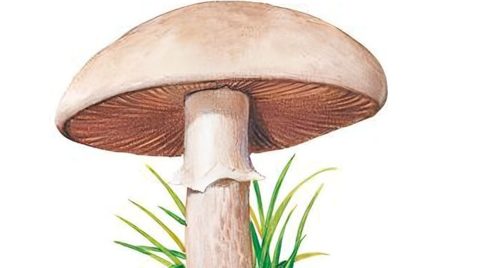agaric