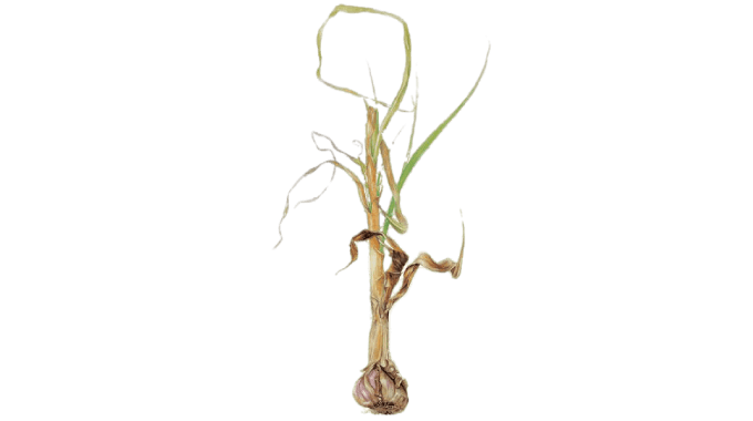 ail