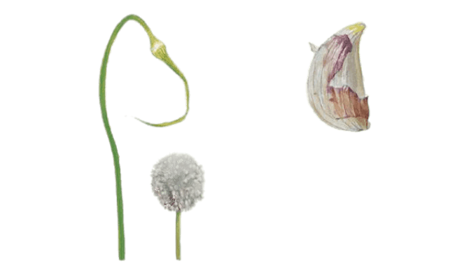 ail-fruit-fleur