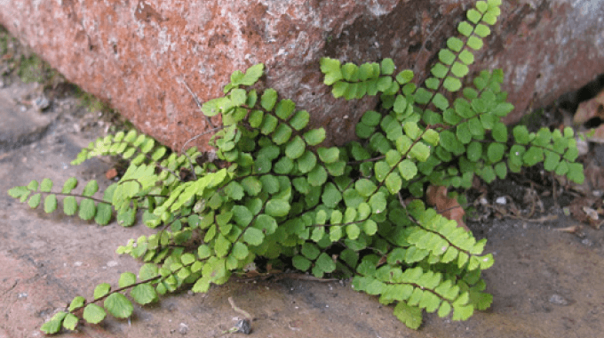 plante