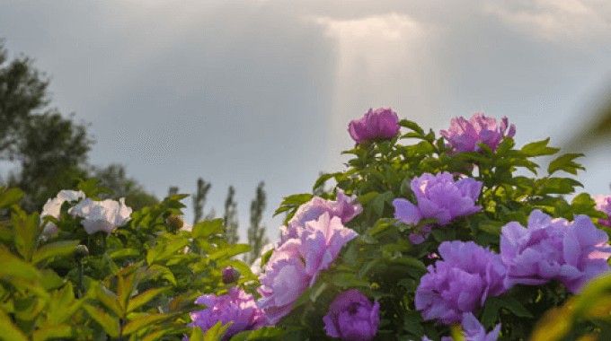 champs pivoine chine