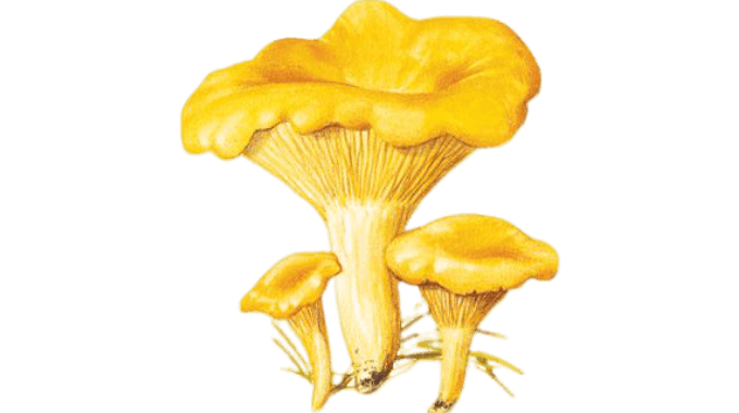 chanterelle à plis