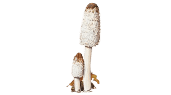 coprin chevelu