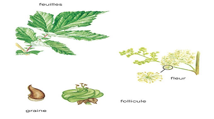 Feuille