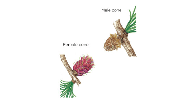 female male cones