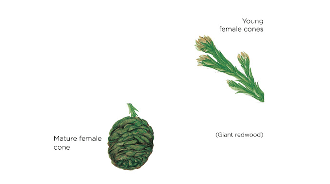 cones femelles