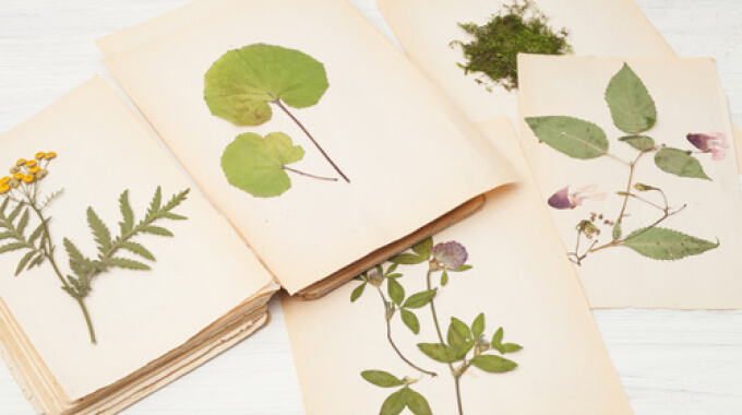 Herbier