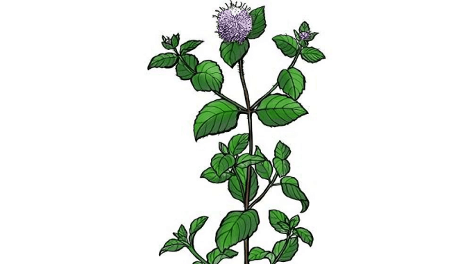 Mentha aquatica