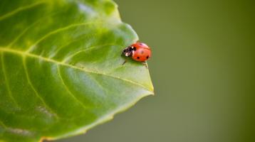 coccinelle