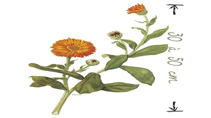 DESCRIPTION DU SOUCI DES JARDINS