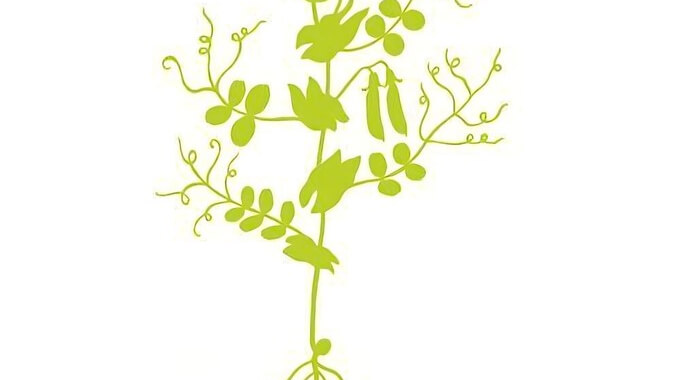 DESCRIPTION DU POIS CULTIVÉ