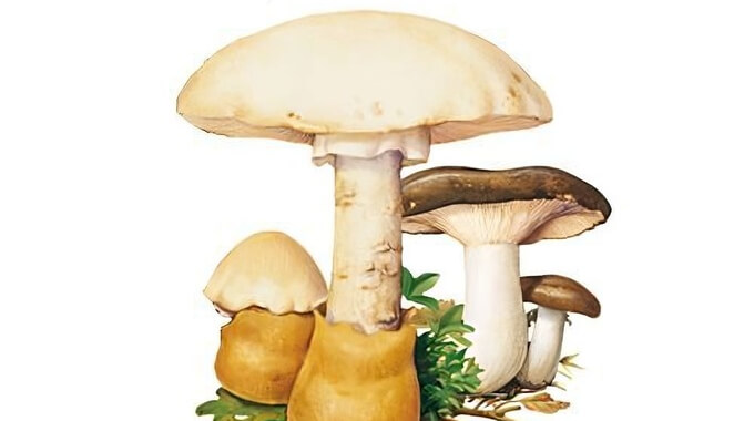 LA MYCOLOGIE