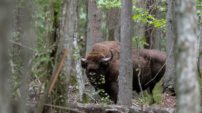 Bison