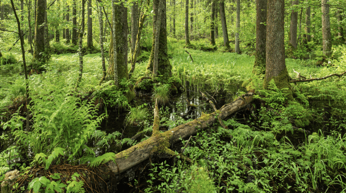 Foret