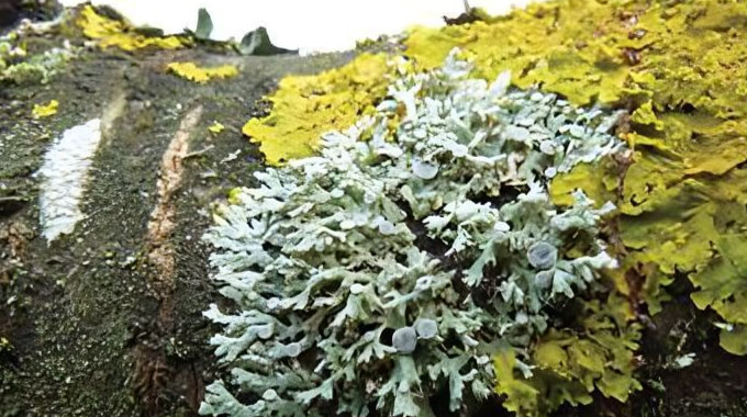 lichens sur branche