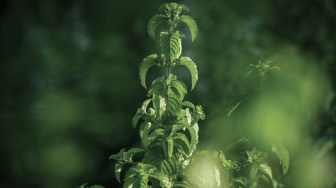 Menthe