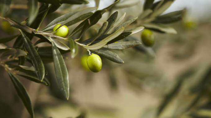 olives