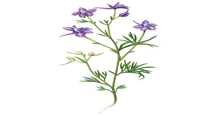 Description du Le Pied-d’alouette royal