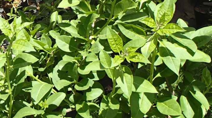 plante