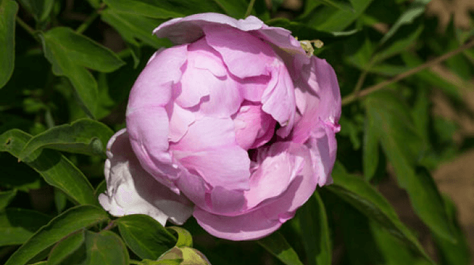 protection pivoine chine