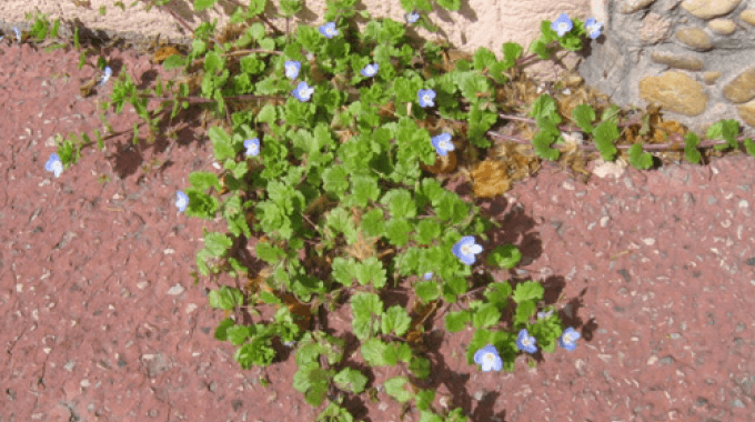 plante